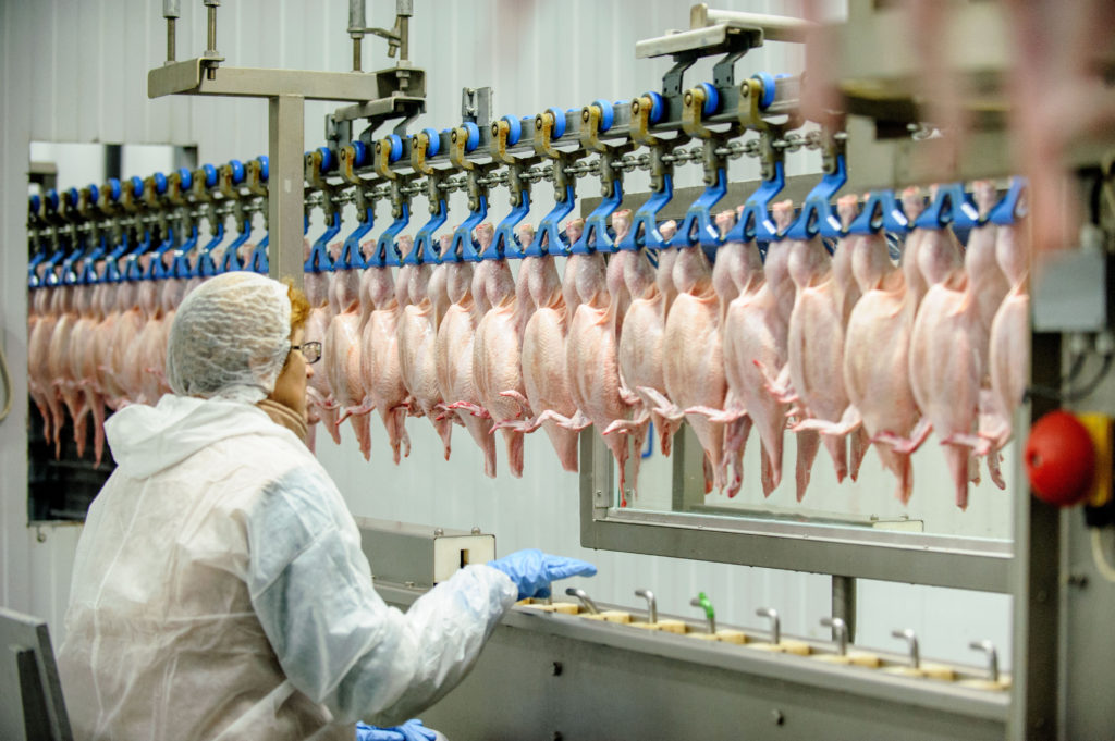 Poultry | Food Processing Industry